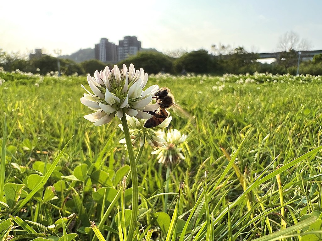 0001＿一隻蜜蜂正在草地上吸食白花苜蓿的花蜜