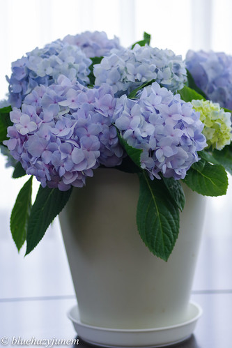 The First Flower of Hydrangea in 2022 #2