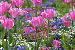 Spring Colours Kent..Beckenham Place Park