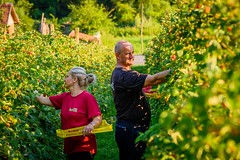 Help for Bosnia and Herzegovina’s delicious raspberries conquering the EU market