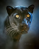 Black Panther - artwork