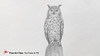 HOW TO DRAW A REALISTIC OWL EASILY - Timelapse