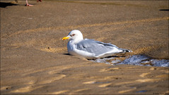 Adult Kumlien’s Iceland Gull (Larus glaucoides kumlieni)