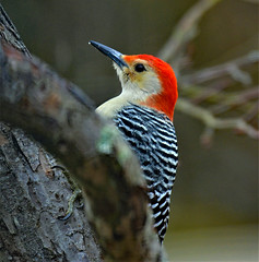 DSC_9697-2R2 Red-Bellied Woodpecker (Melanerpes carolinus)