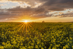 Sunset over rapeseed fields