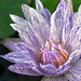 Close-up of Blooming Purple Lotus Flower in Taichung, Taiwan