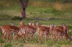 Impala, Crescent Island, Kenya