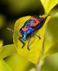 [Explored] Colourful cotton harlequin bug