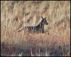 April 24, 2022 - A coyote flees through the grass. (Bill Hutchinson)