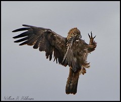 April 24, 2022 - Golden eagle defends itself against a hawk. (Bill Hutchinson)