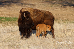 April 24, 2022 - A newborn bison calf is welcomed into the world. (Tony's Takes)