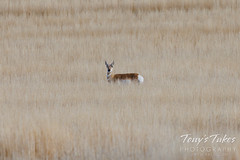 April 24, 2022 - Pronghorn doe in the tall field. (Tony's Takes)
