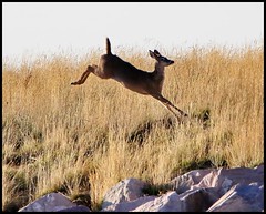 April 24, 2022 - White-tail deer doe bounds up a hill. (Bill Hutchinson)