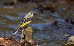 Grey wagtail f with a beakful