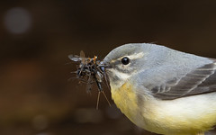 Grey wagtail f with a beakful