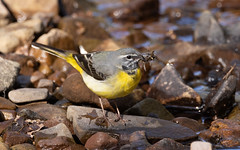 Grey wagtail m with a beakful