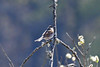 Rrspurv, Common reed bunting, Rohrammer (Emberiza schoeniclus)-5831
