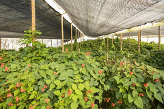 Regeneración de semillas de fríjol y forrajes tropicales