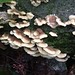 Mushroom Close Up