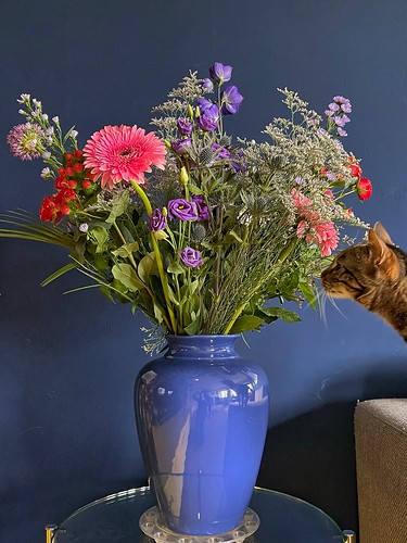 Flowers & Cat