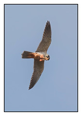 Hobby eating on the wing - (Falco subbuteo)