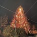 Largest living Christmas tree in the US