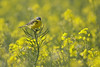 Western Yellow Wagtail in canola field
