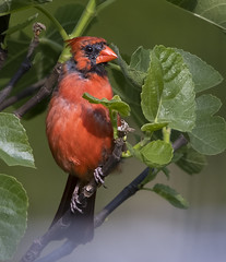 Cardinal in a fig tree - Hampton Roads Virginia