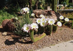 Argentine giant cactus blooms