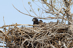 Bald eagle siblings hang out at home, concern for the youngest
