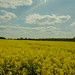 Half and Half - Blue and Yellow - Landscape in the Black Path | May 04, 2022 | 24637 Schillsdorf - Plön district - Schleswig-Holstein - Germany