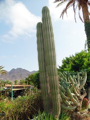 Cactus Garden-El Albercón (Gran Canaria) (Spain)