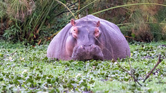 Pink hippo at Lake Naivasha