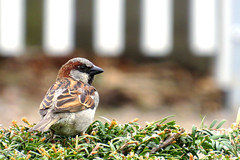 House sparrow (m), Passer domesticus, Gråsparv