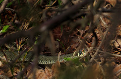 Grass snake, Natrix natrix, Snok