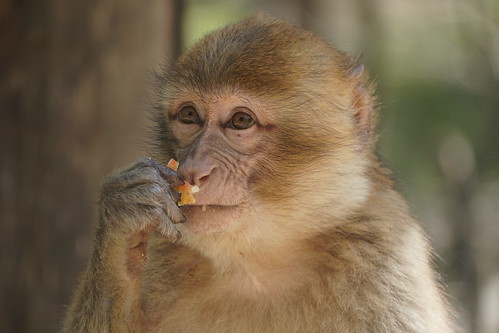 Eating  Barbary Macaque (Macaca sylvanus) [Berberaffe] closeup - Tierpark Gera