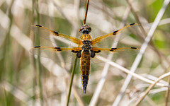 Four-spotted chaser f