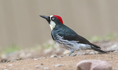 Acorn Woodpecker (m)