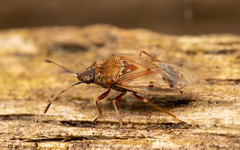 Birch Catkin Bug • Kleidocerys resedae