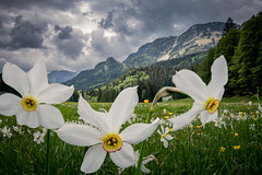 Landscape With White Daffodils