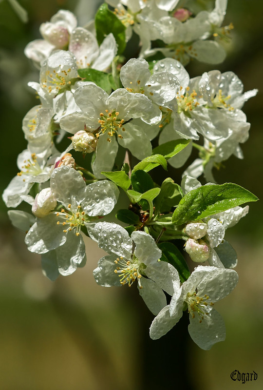 Apple blossom<br/>© <a href="https://flickr.com/people/145270835@N07" target="_blank" rel="nofollow">145270835@N07</a> (<a href="https://flickr.com/photo.gne?id=52064709362" target="_blank" rel="nofollow">Flickr</a>)