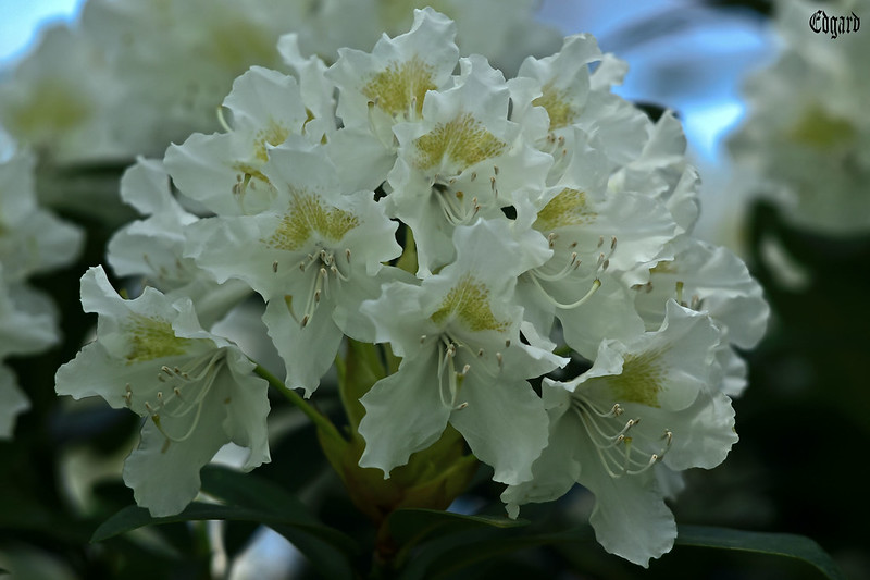 white rhododendron<br/>© <a href="https://flickr.com/people/145270835@N07" target="_blank" rel="nofollow">145270835@N07</a> (<a href="https://flickr.com/photo.gne?id=52065272810" target="_blank" rel="nofollow">Flickr</a>)