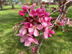 May 5, 2022 - Springtime blooms in Thornton. (LE Worley