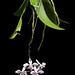 Phalaenopsis equestris Surigao type (Schauer) Rchb.f., Linnaea 22: 864 (1850).