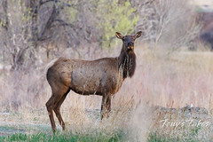 May 1, 2022 - A surprise elk along the South Platte River. (Tony's Takes)