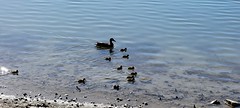 May 6, 2022 - Mama duck ventures out with her ducklings. (David Canfield)