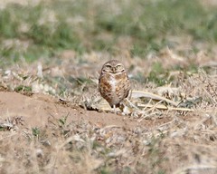 May 9, 2022 - Burrowing owl keeping watch. (Bill Hutchinson)