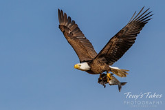 May 1, 2022 - A bald eagle brings home fish to its eaglets. (Tony's Takes)