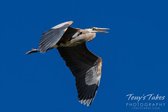 May 7, 2022 - A great blue heron against blue skies. (Tony's Takes)