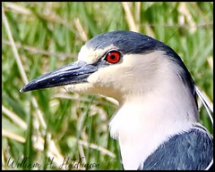 May 10, 2022 - Black-crowned night heron up close. (Bill Hutchinson)